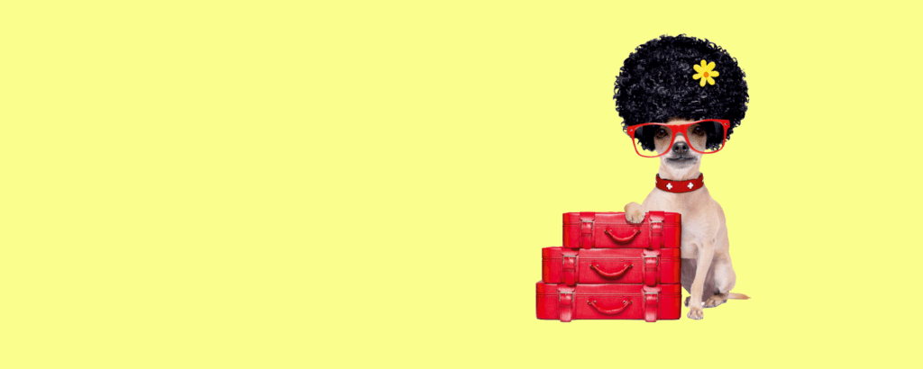 A dog in an afro wig and red sunglasses sitting on a stack of red suitcases