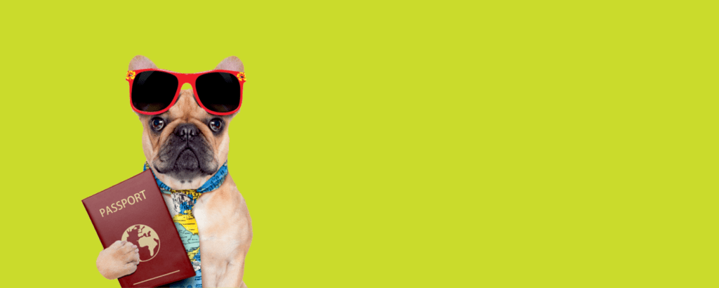 A bulldog in red sunglasses with a passport tucked under its paw