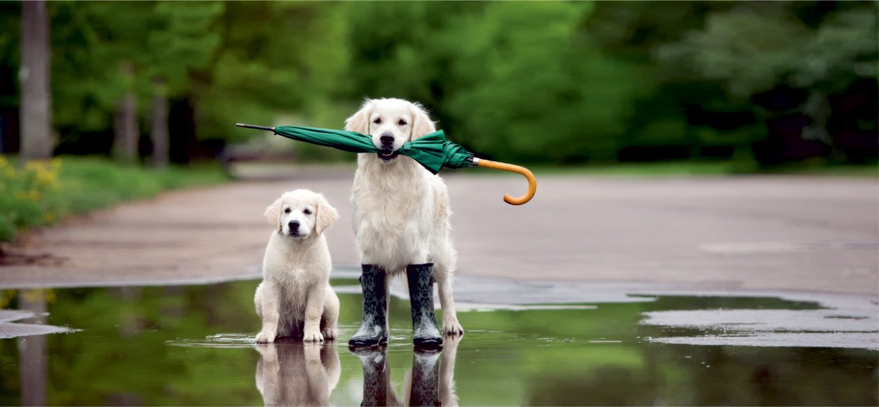 Two white retriever dogs in wellington boots standing in a puddle, one holding an umbrella